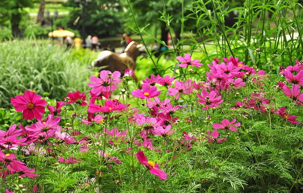 Lindas flores no parque — Fotografia de Stock
