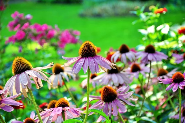 Flor — Foto de Stock