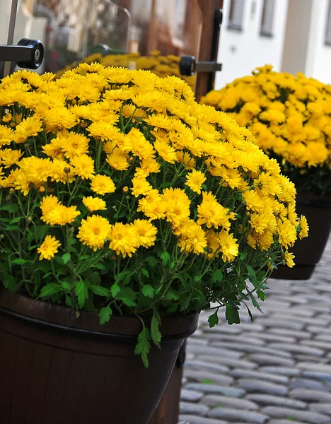 Hermosas flores al aire libre — Foto de Stock