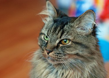 Farklı gözlerle kedi