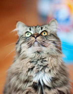 Farklı gözlerle kedi