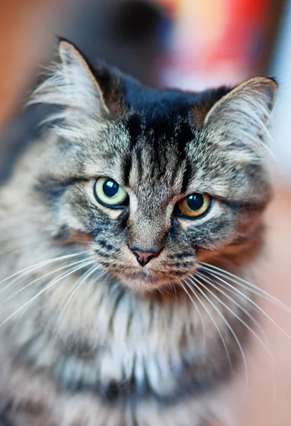 Cat with different eyes — Stock Photo, Image
