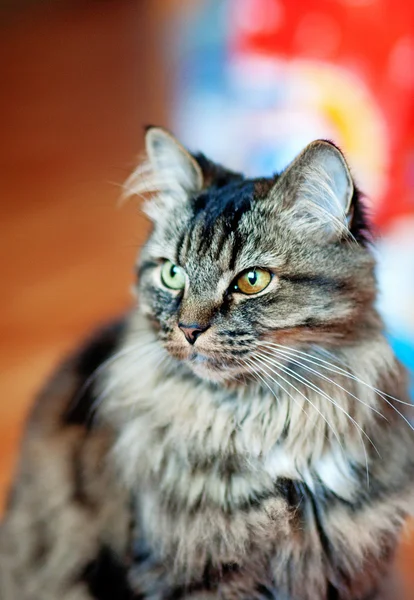 Кіт з різними очима — стокове фото