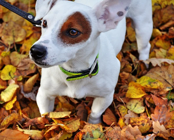 Raza de perro Jack Russell — Foto de Stock