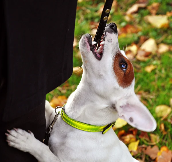 Hunderasse Jack Russell — Stockfoto