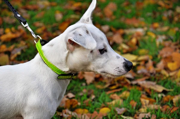 Safkan köpek — Stok fotoğraf