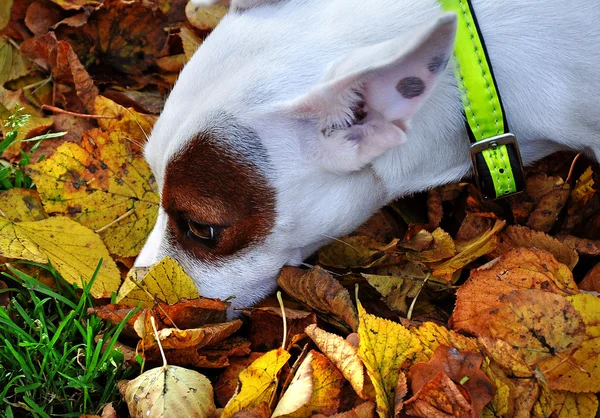 Raça cão Jack Russell — Fotografia de Stock