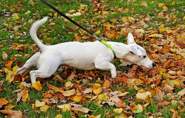 Rasechte hond — Stockfoto