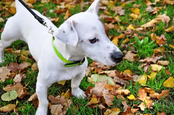 Köpek doğurmak jack russell — Stok fotoğraf