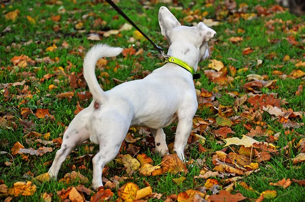 Perro de raza pura —  Fotos de Stock