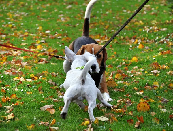 Dois cães aprender — Fotografia de Stock