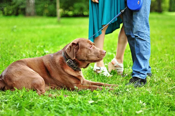 Labrador lying on the grass — Stock Photo, Image