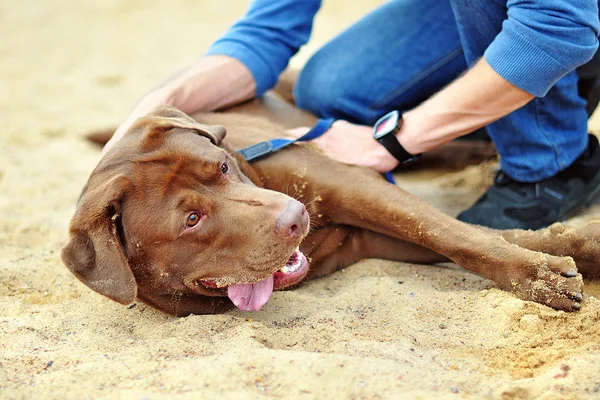 Labrador köpek kum üzerinde — Stok fotoğraf