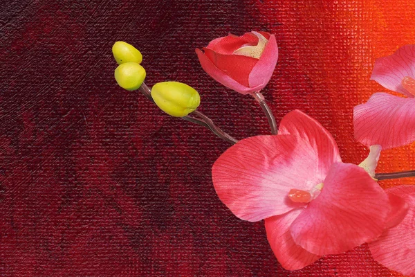 Orchidea na kolorowym tle — Zdjęcie stockowe