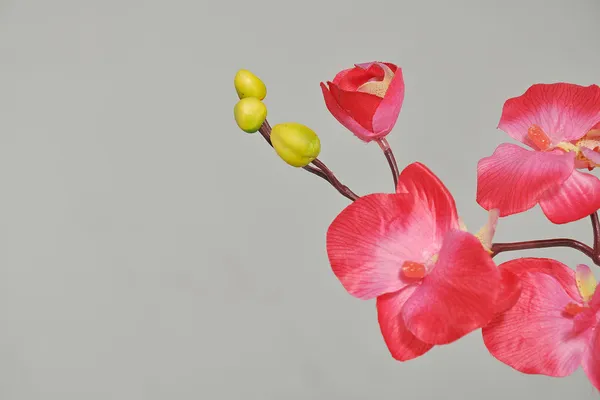 Orchidea na szarym tle — Zdjęcie stockowe
