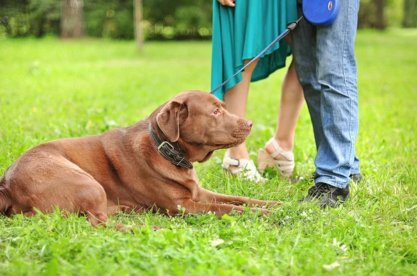 Labrador retriever — Stock Photo, Image