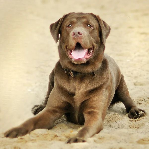 Labrador retriever — Fotografia de Stock