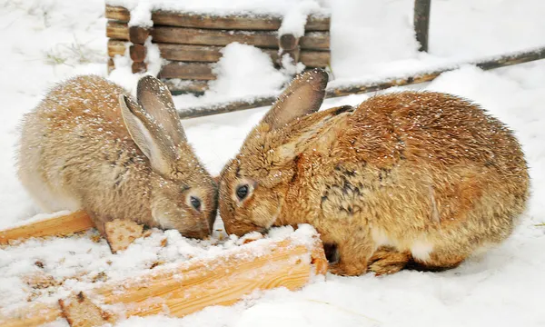 Two rabbits in the snow — Stock Photo, Image
