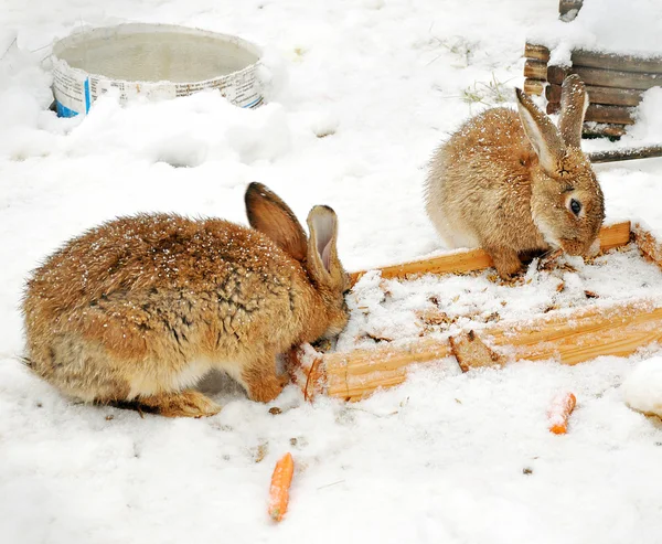 Karda iki tavşan — Stok fotoğraf