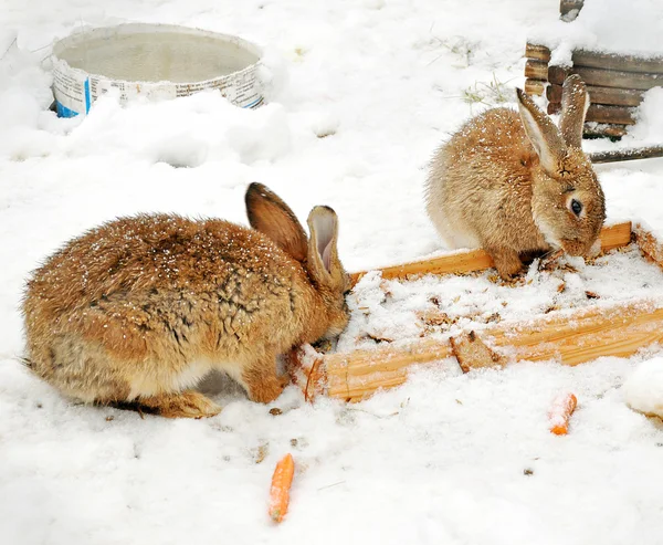 Two rabbits in the snow — Stock Image Two rabbits in the snow Royalty Free Stock Images