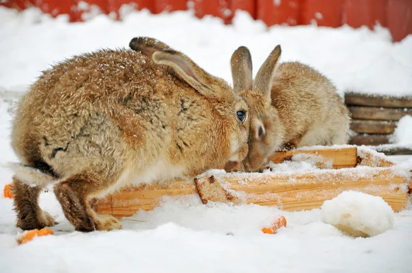 Two rabbits in the snow — Stock Image Two rabbits in the snow Stock Picture