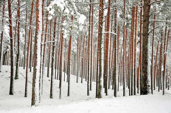 Snötäckta trädstammar — Stockfoto