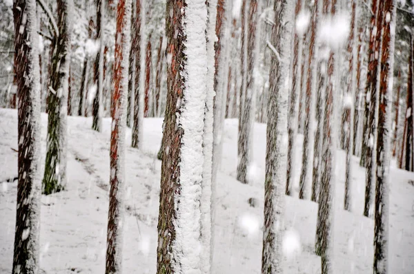 Besneeuwde boom — Stockfoto