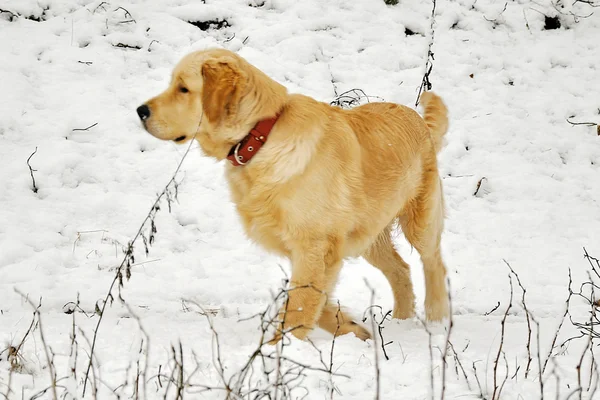 Kar üstünde köpek — Stok fotoğraf