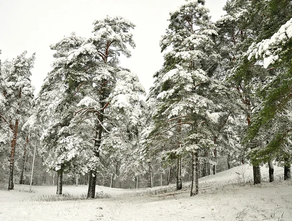 Árvore nevada — Fotografia de Stock