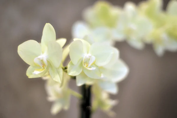 Orchide — Zdjęcie stockowe