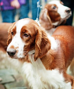 yavru horoz İspanyol