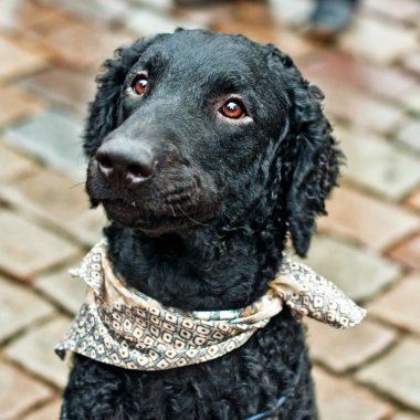 siyah kıvırcık retriever başkanı