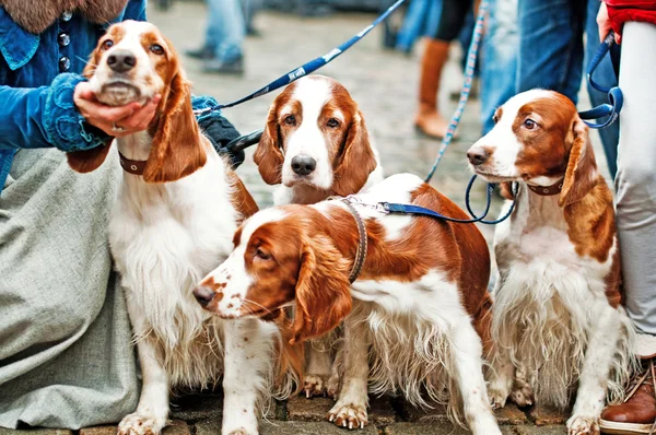 Four young cocker spaniel — Stock Photo, Image