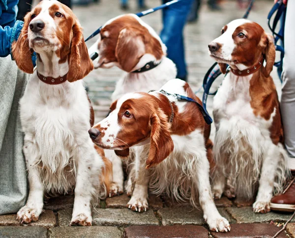 Vier junge Cockerspaniel — Stockfoto