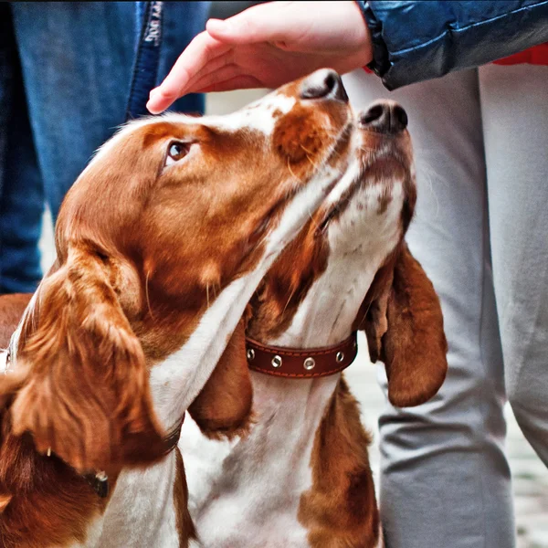 Cockerspaniel — Stockfoto