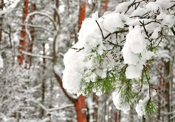 Foresta invernale. albero, abete, pino, neve, inverno, collina, sci, gioia, alberi, neve — Foto Stock