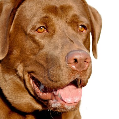 kahverengi labrador Retriever