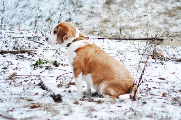 Jack russell voor een wandeling — Stockfoto