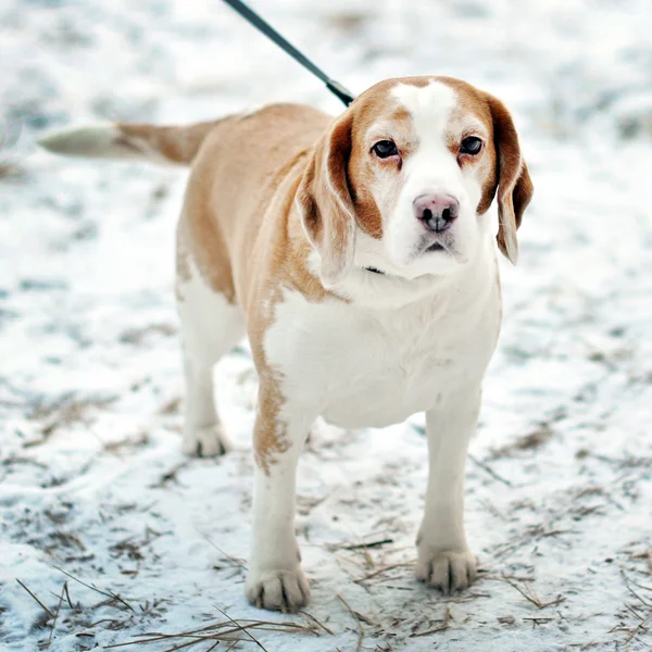Jack Russell for a walk — Stock Photo, Image