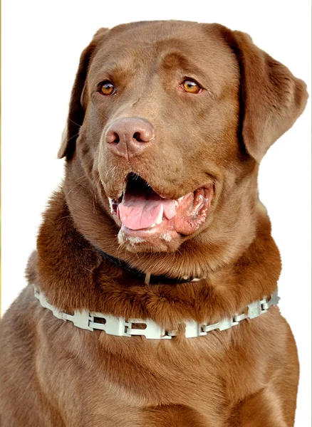 Labrador retriever marrón —  Fotos de Stock