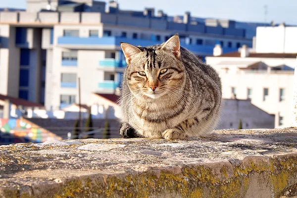 Gato senta-se em uma laje de concreto — Fotografia de Stock