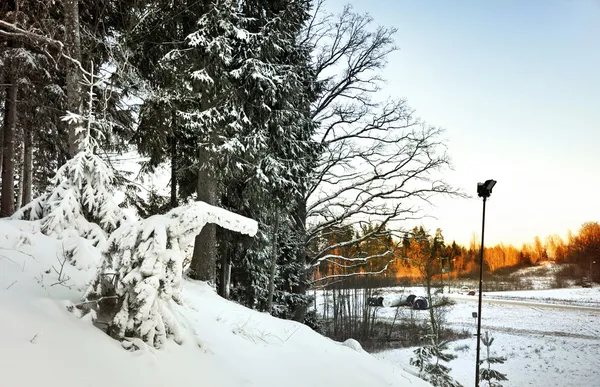 Floresta na neve e árvores amarelas na distância — Fotografia de Stock