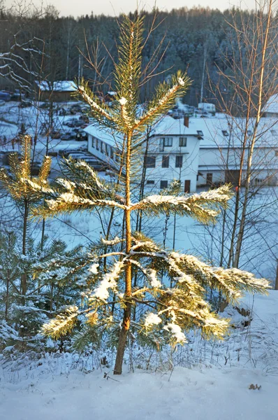Pequeño árbol solitario — Foto de Stock