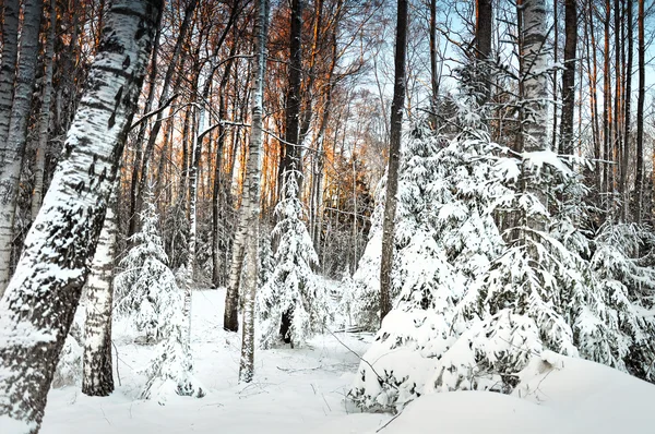 Floresta de Inverno — Fotografia de Stock