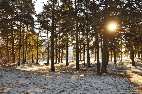 Solen genom skogen vinter — Stockfoto