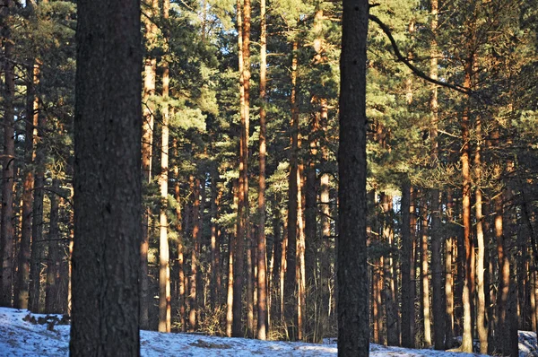 Solen genom skogen vinter — Stockfoto