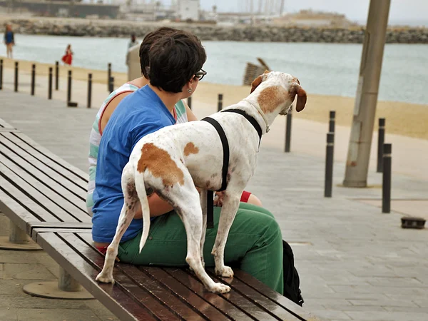 Власник і собака дивиться в одному напрямку — стокове фото