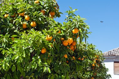 Ağaçtaki portakal meyvesi