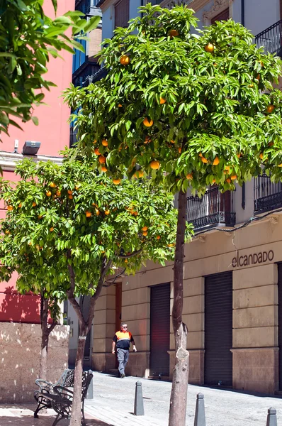 Street with orange trees in Spain — Stock Photo, Image