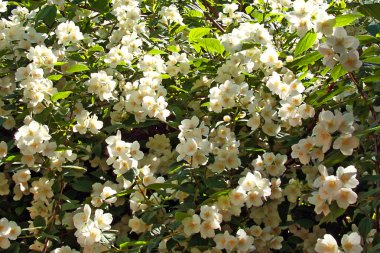 güzel Yasemin çiçeği